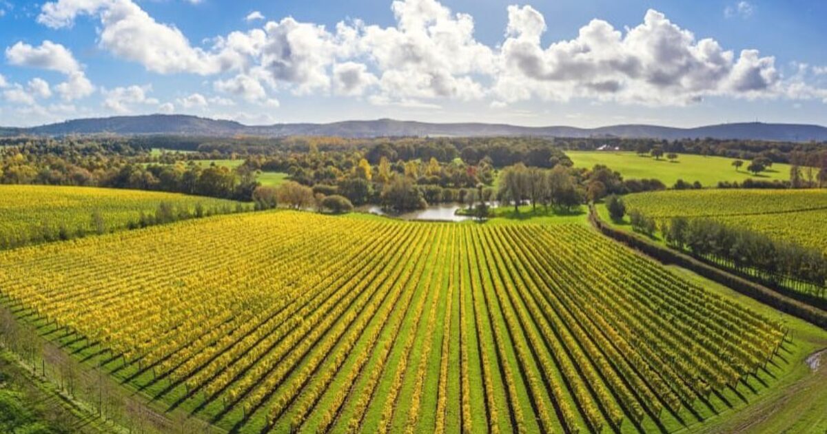Albourne Wine Tasting Dinner with Albourne Estate - Ideal Collection